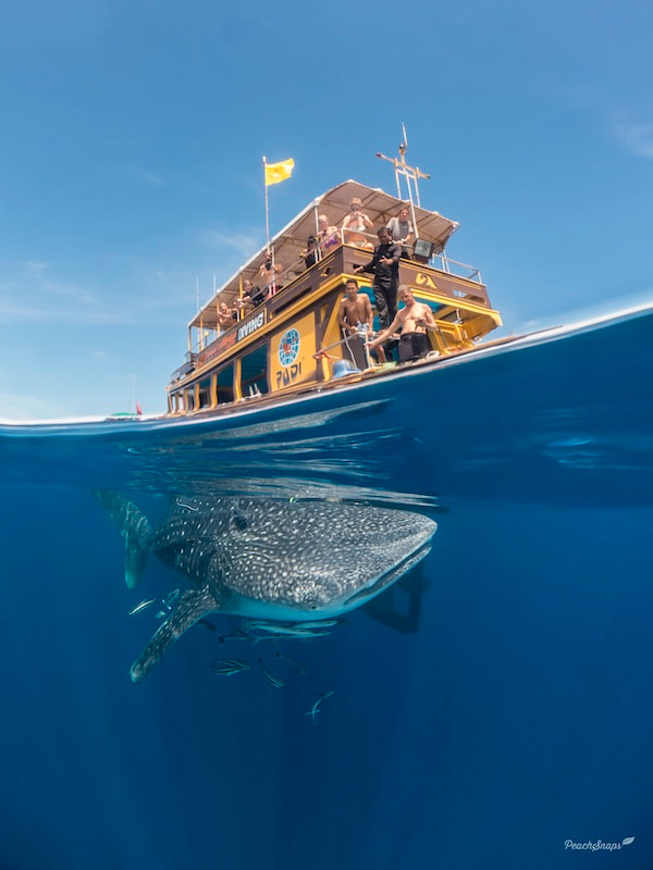 Best Whale Shark Picture