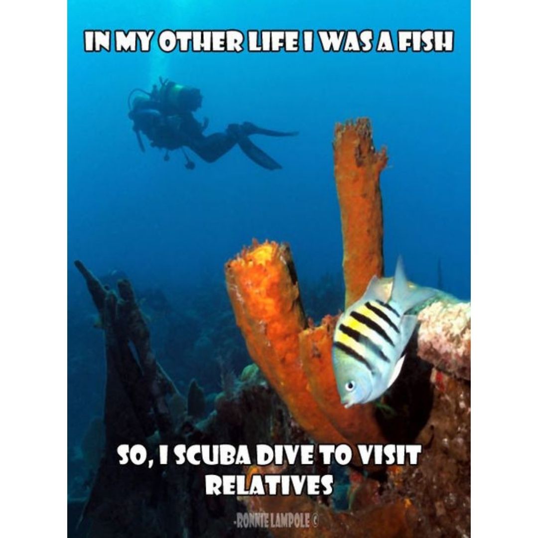 Other life fish scuba diving meme